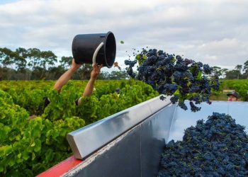 After Banning the Imported Meat, China also Launched an Investigation into Australian Wines