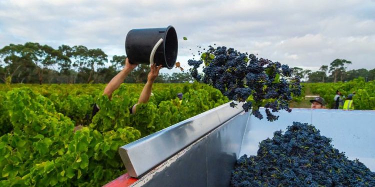 After Banning the Imported Meat, China also Launched an Investigation into Australian Wines