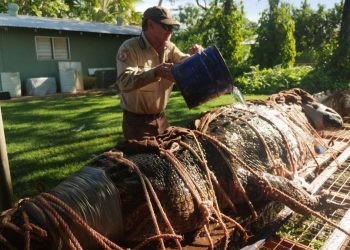 Wow! Forest Rangers on the Florida River Success to Catch a Giant Crocodile, 4.4 Meters Long and Weighing 350 Kilograms
