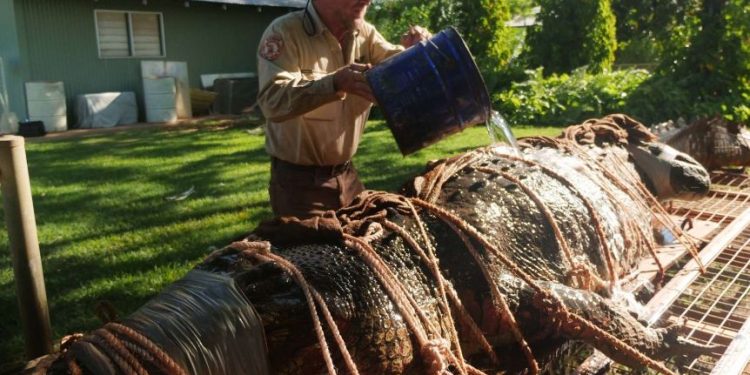 Wow! Forest Rangers on the Florida River Success to Catch a Giant Crocodile, 4.4 Meters Long and Weighing 350 Kilograms