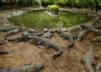 India Crocodile Park Faces Cash crunch