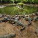 India Crocodile Park Faces Cash crunch