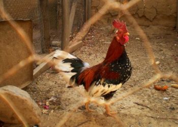 His Chicken Often Crowded and Disturbed Neighbors, This Man Was Fined IDR 2.8 Million