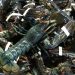 The US and European Union Will Cut Import Rates of Lobster to Ceramics