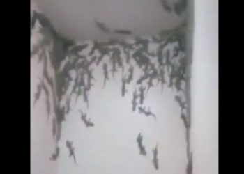 Disgusting! This Bathroom Is Filled With Dozens of Large Geckos