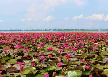 Due To COVID-19, a Village With Thousands of Water Lilies, Don’t Have Visitors