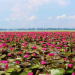 Due To COVID-19, a Village With Thousands of Water Lilies, Don’t Have Visitors