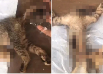 Malaysian Animal Association Finds Terrible A Cat Carcas