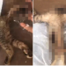 Malaysian Animal Association Finds Terrible A Cat Carcas
