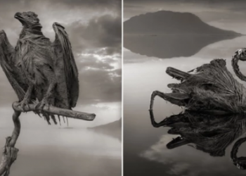 These Animal Carcasses Are Calcified Due To The High Salt Content In This Lake