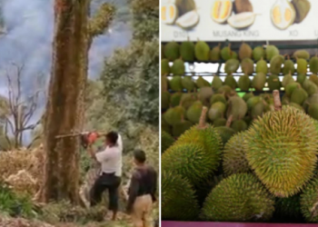 Durian Farmers Musang King Cut Their Durian Trees to Protest Land Acquisition by Authorities