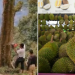 Durian Farmers Musang King Cut Their Durian Trees to Protest Land Acquisition by Authorities