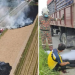 A 6-year-old Girl Died in a Terrible Accident due to Thick Smoke from Burning Rice Fields