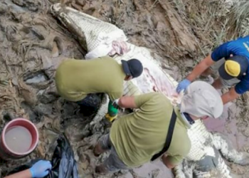 Bad Luck! Looking for a Snail by the River, This 14-year-old Boy’s Life Ends Tragically in a Giant Crocodile’s Stomach