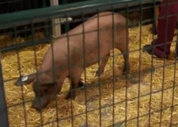 Wow! Elon Musk Makes Another Breakthrough; Use Pigs to Fight Human Diseases