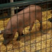 Wow! Elon Musk Makes Another Breakthrough; Use Pigs to Fight Human Diseases