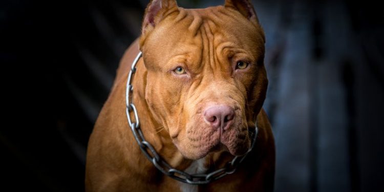 A Wild Dog Mauled the Face of An 11-year-old Boy in Florida