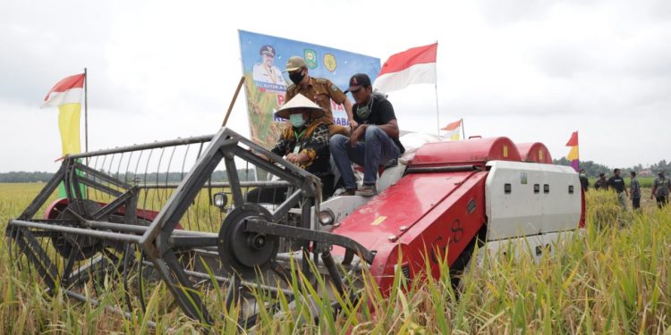 Maintain food security during the Covid-19 Season, Regent Siak Alfedri, harvest rice in Belading Village, Sabak Auh sub-district