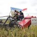 Maintain food security during the Covid-19 Season, Regent Siak Alfedri, harvest rice in Belading Village, Sabak Auh sub-district
