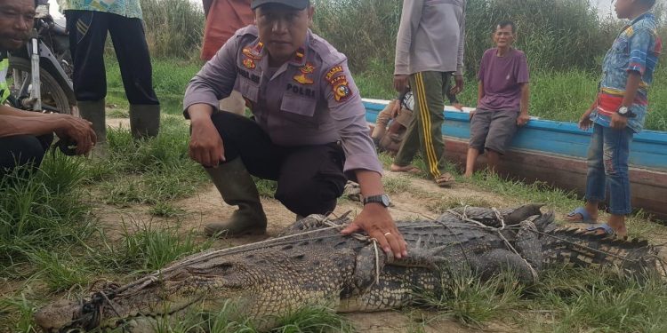 Often Roaming Near Settlements, 3 Meter Crocodile Finally Successfully Arrested