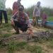 Often Roaming Near Settlements, 3 Meter Crocodile Finally Successfully Arrested