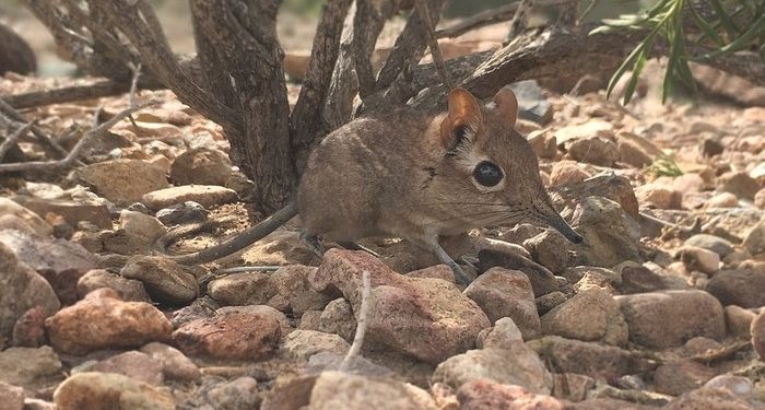 Wonderful! Already Declared Extinct 50 Years Ago, These Elephant Rats Reappear