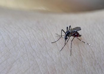 Controversial! Fighting Corona, Florida Releases 750 Million Genetically Engineered Mosquitoes