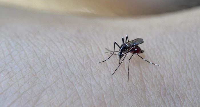 Controversial! Fighting Corona, Florida Releases 750 Million Genetically Engineered Mosquitoes