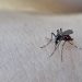Controversial! Fighting Corona, Florida Releases 750 Million Genetically Engineered Mosquitoes