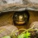 A Tortoise that Walked Away For 74 Days, Finally Returning to Tennessee