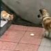 A Video Went Viral After a Dog Sharing Food With a Stray Cat
