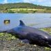 The Mysterious Deaths of 27 Dolphins in Mauritius Makes the Environmentalists are Seeking an Explanation