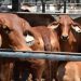 Australia Highlights ‘Inhuman’ Cattle Slaughter in Aceh