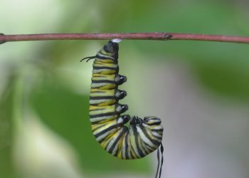 An Insect Apocalypse? Not in North America