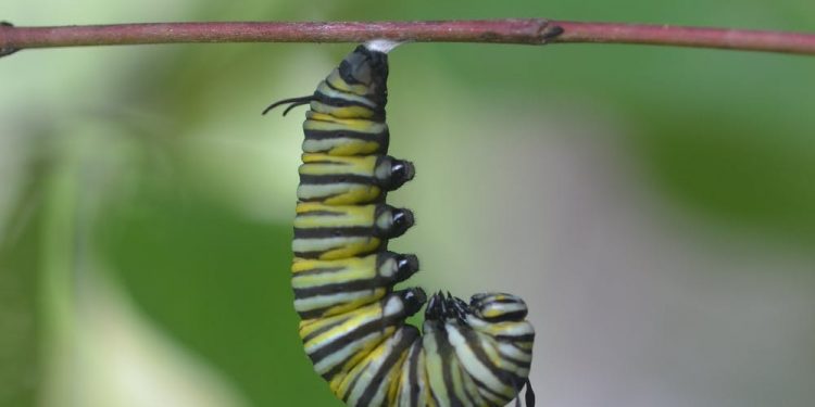 An Insect Apocalypse? Not in North America
