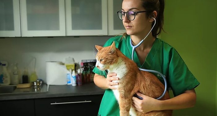 The French Phenomenon Becomes “European Champion” Leaving Pets At Home