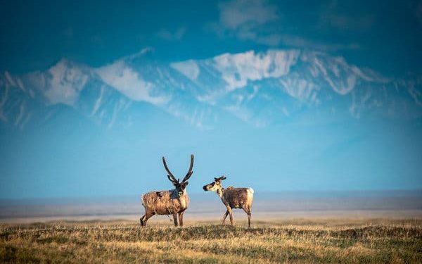 Trump administration approves opening Arctic refuge for drilling