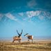 Trump administration approves opening Arctic refuge for drilling