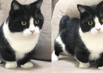 Viral! Manchester A fat cat became a star on Instagram because of his short four-inch legs