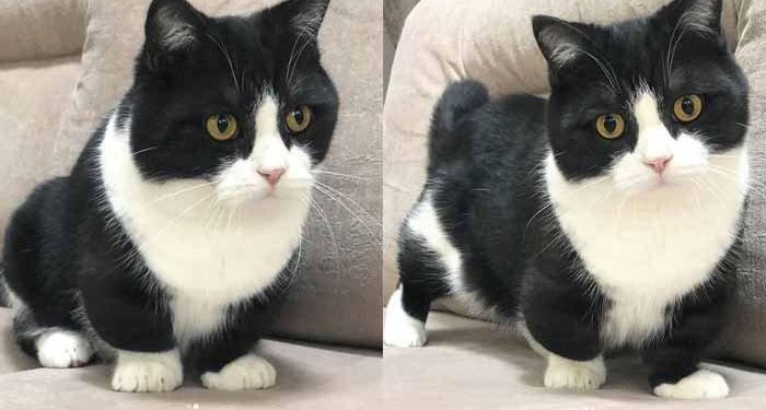 Viral! Manchester A fat cat became a star on Instagram because of his short four-inch legs