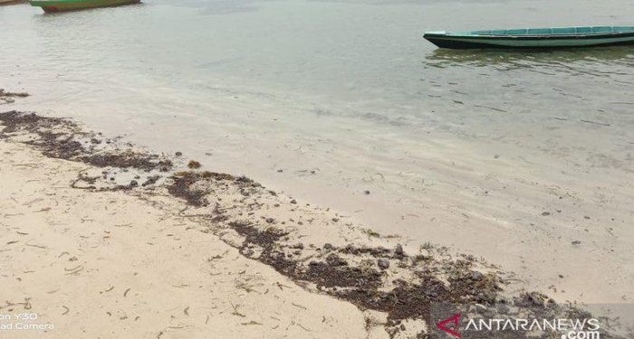 Horrified! Crude Oil Spill Fills the Coast of Pari Island, Seribu Islands