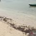 Horrified! Crude Oil Spill Fills the Coast of Pari Island, Seribu Islands