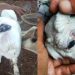 Unique, Two Newborn Goats in West Java Has Horrifying Conditions