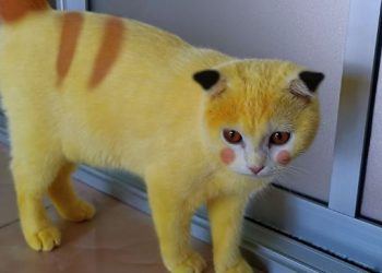 The Viral Story of a Yellow Cat Looks Like Pikachu