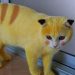 The Viral Story of a Yellow Cat Looks Like Pikachu