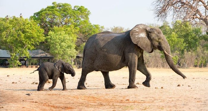 Getting More Rare! Hundreds of Elephants in Zimbabwe have Died in Early 2020