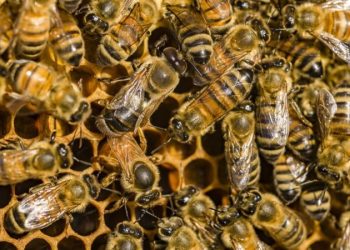 Research; Bee Poison is Said to be able to Paralyze Breast Cancer Cells