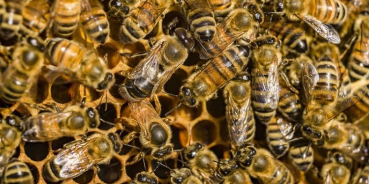 Research; Bee Poison is Said to be able to Paralyze Breast Cancer Cells