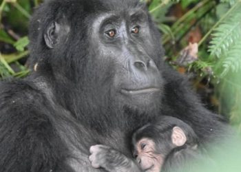 The First Time, the Gorilla Family Experienced a Birth Rate Explosion