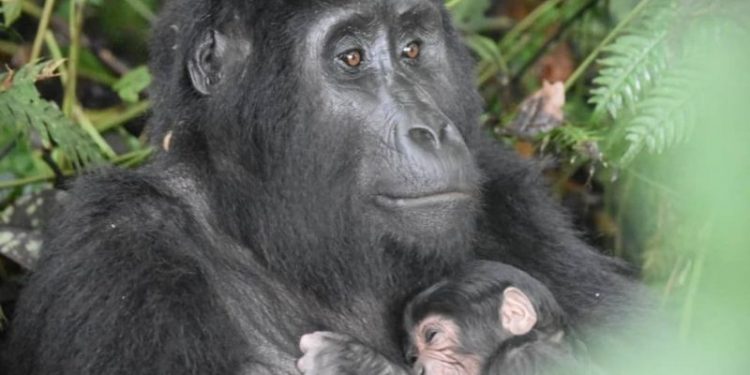 The First Time, the Gorilla Family Experienced a Birth Rate Explosion